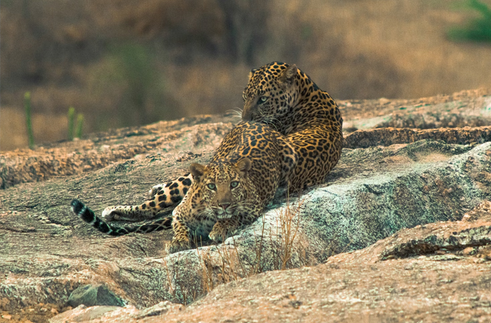 13 Nights 14 Days Wildlife Tour With Rajasthan