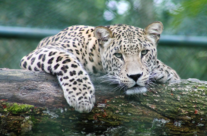 India Wildlife Tour