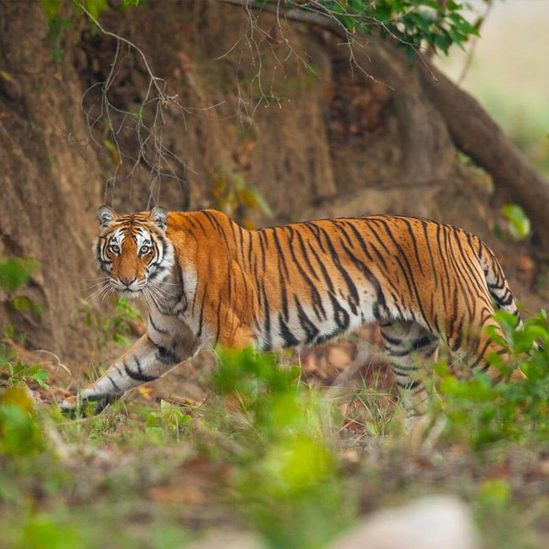 Bandhavgarh Wildlife Tour