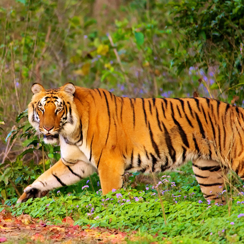 Best of Indian Wildlife