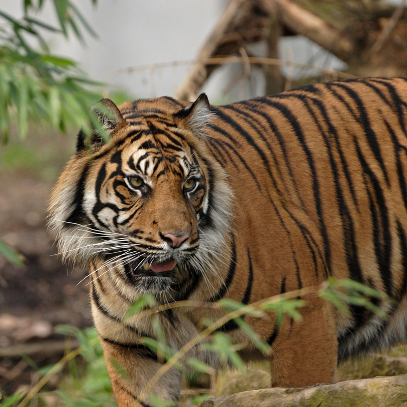 Jim Corbett Wildlife Tour
