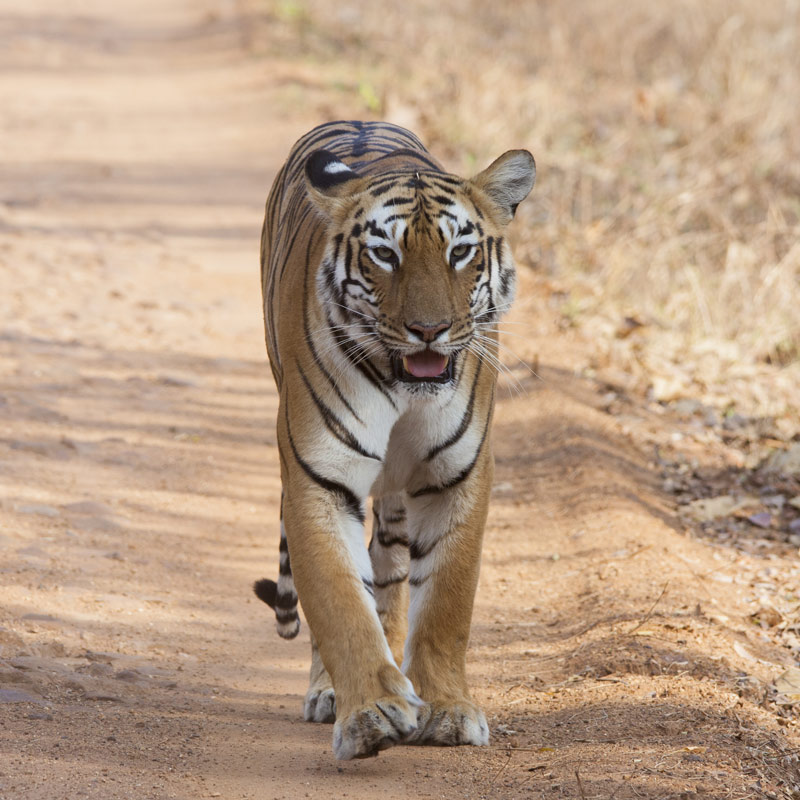 Kanha Wildlife Tour