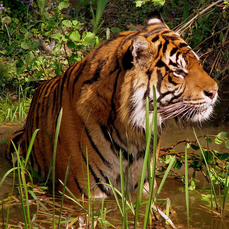 Kaziranga Wildlife Tour