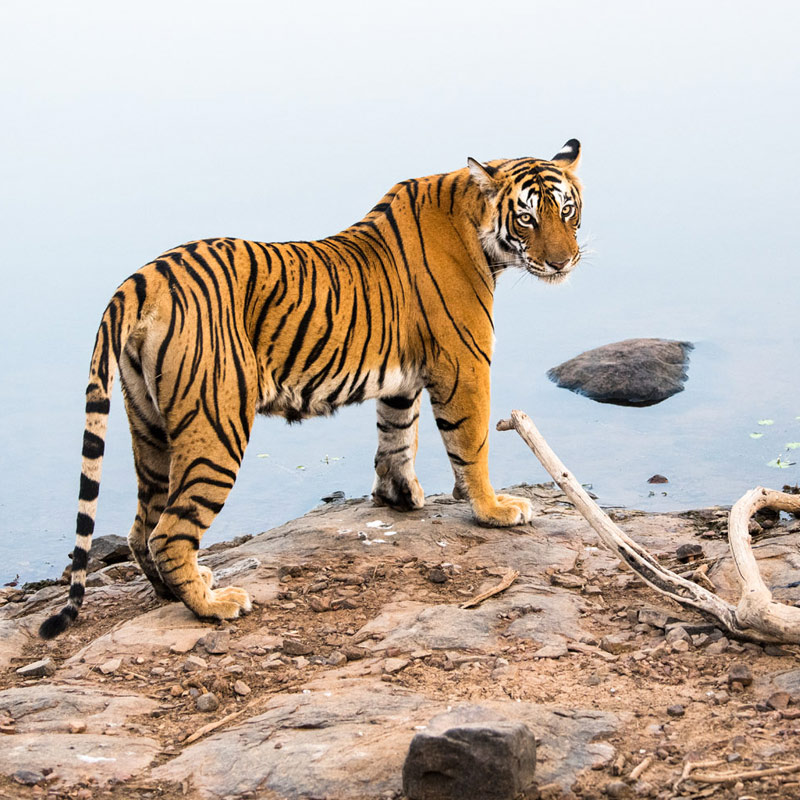 Periyar Wildlife Tour