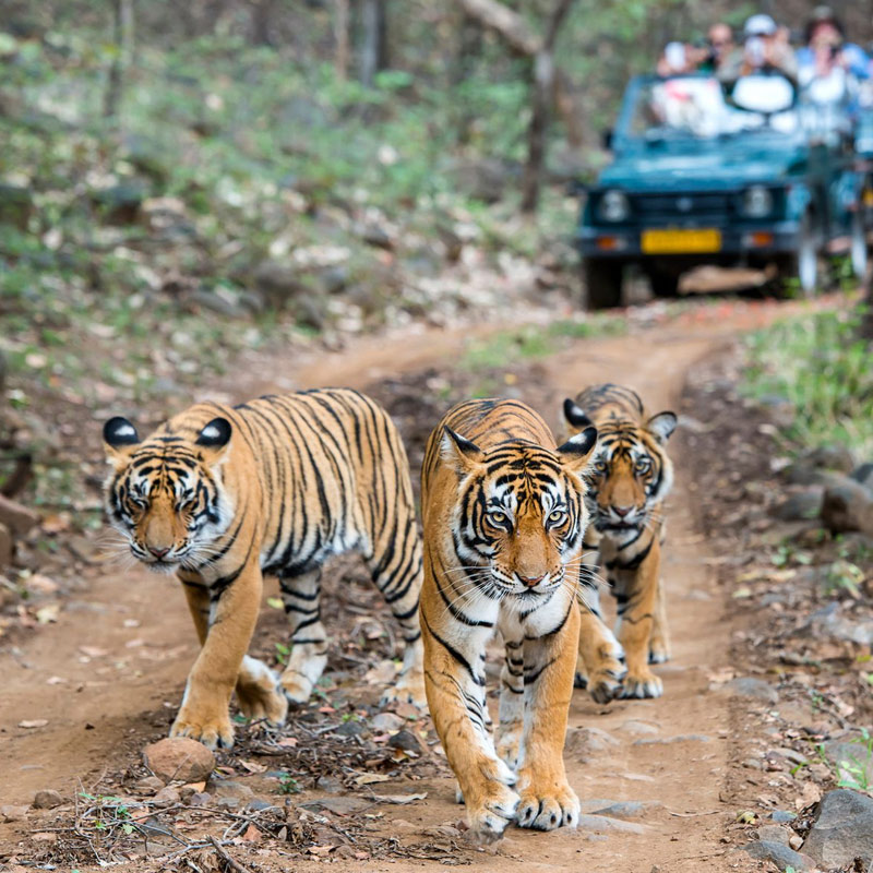Ranthambore Weekend Tour