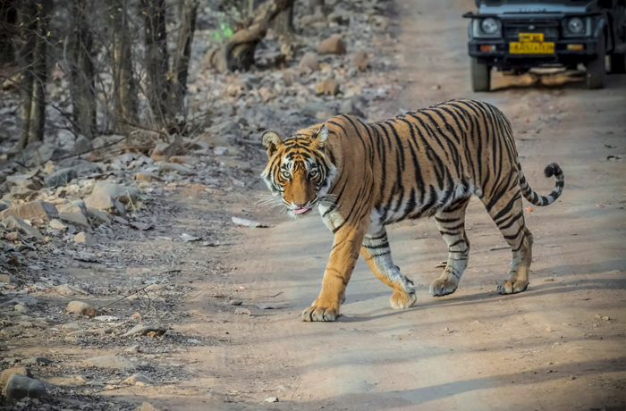 Wildlife Tour Packages